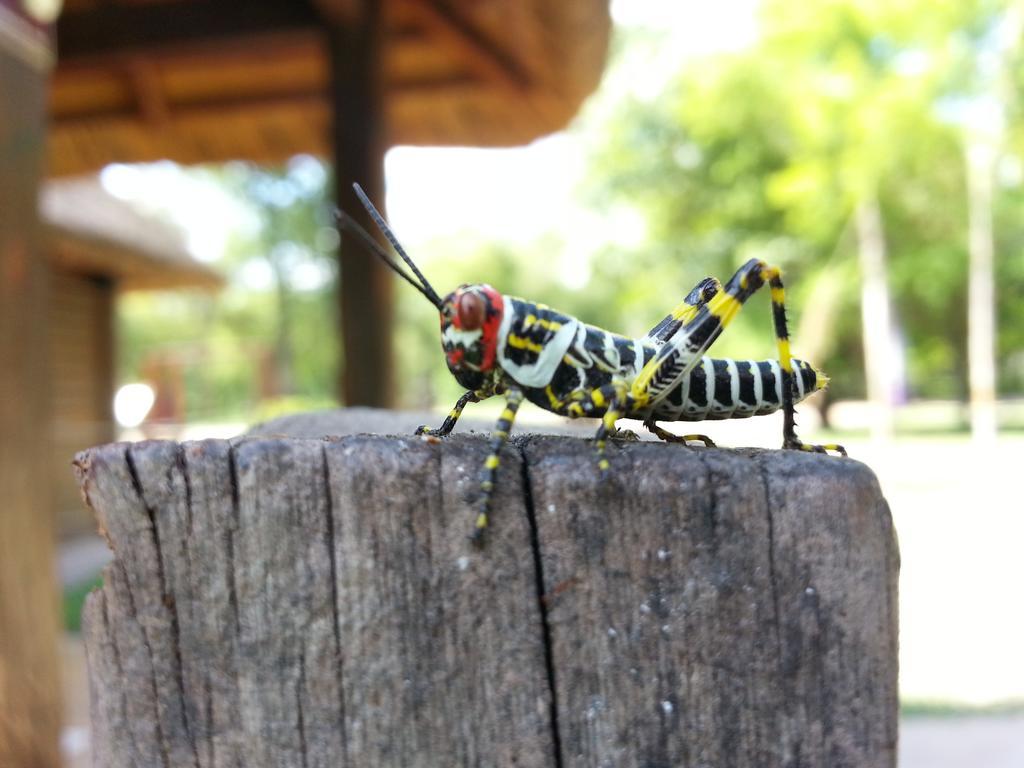 ホテルLas Curiosas Avia Terai エクステリア 写真